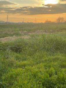 Foto affittasi terreno a Cerveteri