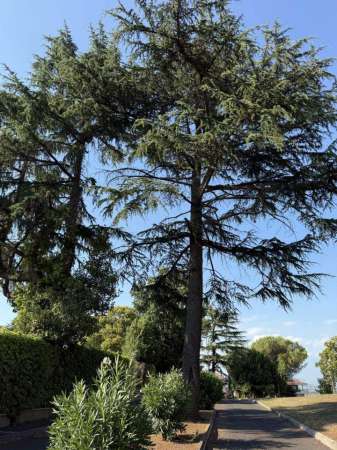 Foto Appartamento in affitto a Roma