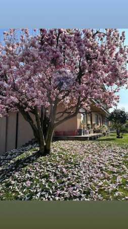 Foto Appartamento in affitto a Samarate
