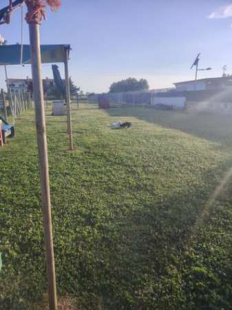 Foto Area sgambamento cani privata