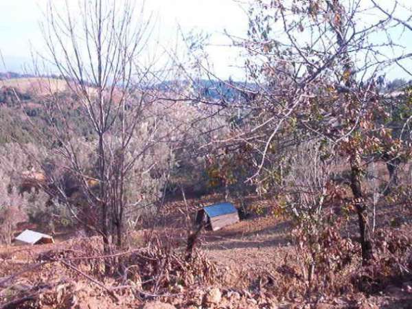 Foto AZ.DA AGRICOLA IN BORGIA FITTASI