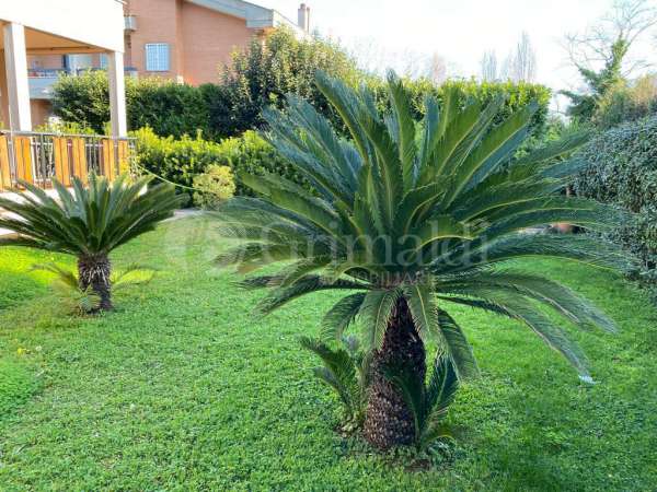 Foto Casa indipendente in affitto a Anzio
