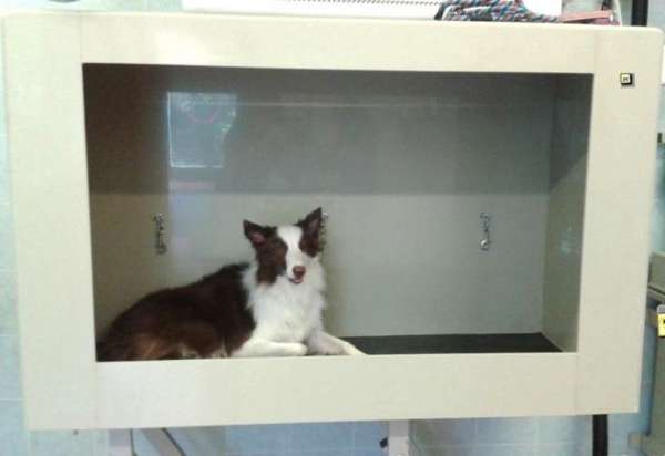 Foto Concessionaria pet