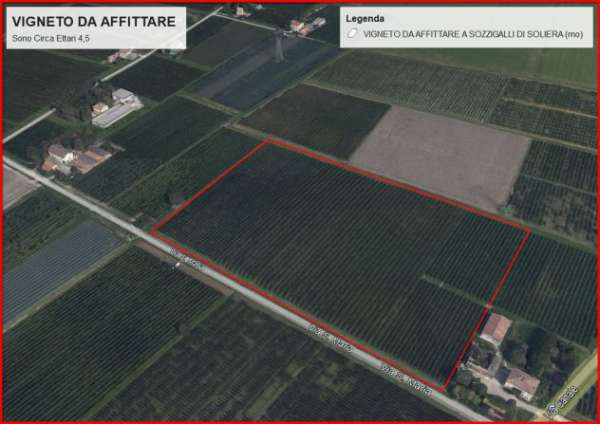 Foto Ettari 4,5 di Vigneto, si affittano in Localit  Sozzigalli di Soliera (MO).