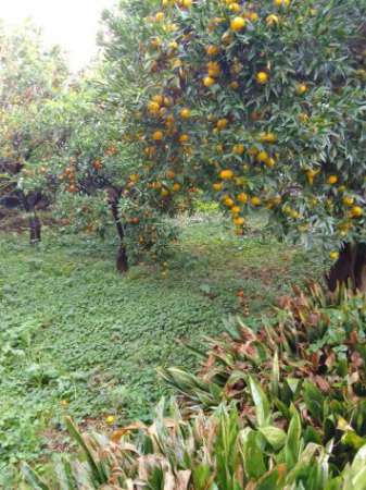 Foto Giardino Nocera inferiore