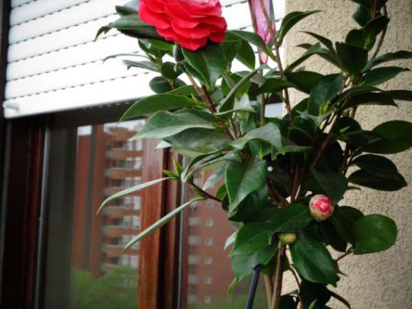 Foto SINGOLA GRANDE PR STUDENTI/SSE MM3GIALLA MM5LILLA