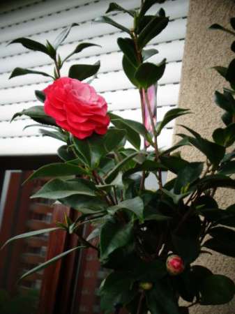 Foto STANZA DOPPIA PER STUDENTI/SSE