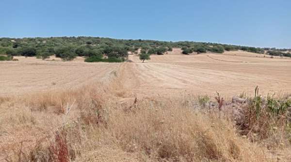 Foto Terrenni Agricoli Rent