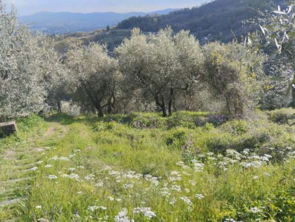 Foto TERRENO AGRICOLO