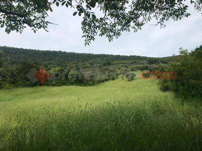 Foto Terreno Agricolo in Affitto, 10000 mq (Tivoli)