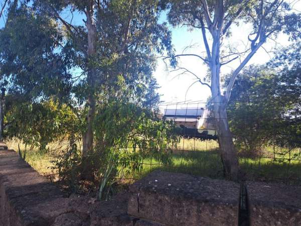 Foto Terreno agricolo in affitto a Fiumicino