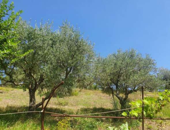Foto Uliveto produttivo in locazione