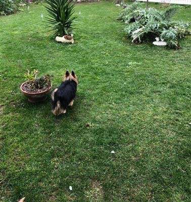 Foto Villetta bifamiliare in buono stato di 130 mq.